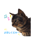 しおんだニャン（個別スタンプ：8）