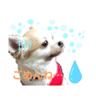 ももちゃんのふわふわスタンプ（個別スタンプ：1）