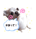 ももちゃんのふわふわスタンプ（個別スタンプ：5）