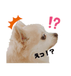 ももちゃんのふわふわスタンプ（個別スタンプ：8）