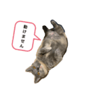 ニャンずの日常（個別スタンプ：1）