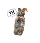 ニャンずの日常（個別スタンプ：6）