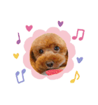 わたしのくまちゃん♡（個別スタンプ：1）