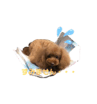 わたしのくまちゃん♡（個別スタンプ：13）