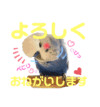 ジャンボセキセイ ピー助さんとの日々3（個別スタンプ：1）