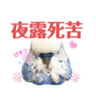 ジャンボセキセイ ピー助さんとの日々3（個別スタンプ：2）