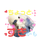 ジャンボセキセイ ピー助さんとの日々3（個別スタンプ：3）