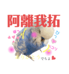 ジャンボセキセイ ピー助さんとの日々3（個別スタンプ：5）