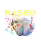 ジャンボセキセイ ピー助さんとの日々3（個別スタンプ：6）