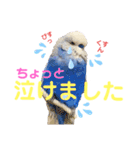 ジャンボセキセイ ピー助さんとの日々3（個別スタンプ：7）