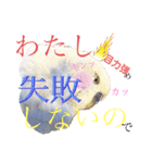 ジャンボセキセイ ピー助さんとの日々3（個別スタンプ：8）