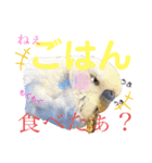 ジャンボセキセイ ピー助さんとの日々3（個別スタンプ：9）