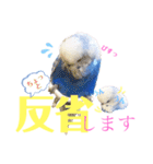 ジャンボセキセイ ピー助さんとの日々3（個別スタンプ：11）