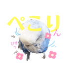 ジャンボセキセイ ピー助さんとの日々3（個別スタンプ：12）