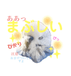 ジャンボセキセイ ピー助さんとの日々3（個別スタンプ：13）
