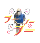 ジャンボセキセイ ピー助さんとの日々3（個別スタンプ：14）