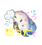 ジャンボセキセイ ピー助さんとの日々3（個別スタンプ：15）