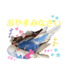 ジャンボセキセイ ピー助さんとの日々3（個別スタンプ：16）