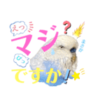 ジャンボセキセイ ピー助さんとの日々3（個別スタンプ：18）