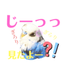 ジャンボセキセイ ピー助さんとの日々3（個別スタンプ：21）