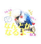 ジャンボセキセイ ピー助さんとの日々3（個別スタンプ：22）