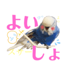 ジャンボセキセイ ピー助さんとの日々3（個別スタンプ：23）