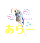 ジャンボセキセイ ピー助さんとの日々3（個別スタンプ：24）