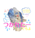 ジャンボセキセイ ピー助さんとの日々3（個別スタンプ：27）