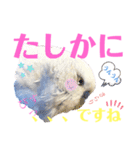 ジャンボセキセイ ピー助さんとの日々3（個別スタンプ：29）