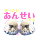 ジャンボセキセイ ピー助さんとの日々3（個別スタンプ：30）