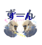 ジャンボセキセイ ピー助さんとの日々3（個別スタンプ：33）