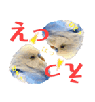 ジャンボセキセイ ピー助さんとの日々3（個別スタンプ：34）