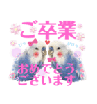 ジャンボセキセイ ピー助さんとの日々3（個別スタンプ：38）
