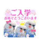 ジャンボセキセイ ピー助さんとの日々3（個別スタンプ：40）