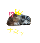 猫族の反応（個別スタンプ：4）