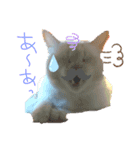 猫族の反応（個別スタンプ：5）