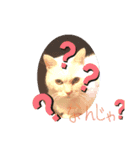 猫族の反応（個別スタンプ：7）