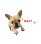 BOSS＆MAME（個別スタンプ：11）