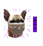 BOSS＆MAME（個別スタンプ：12）