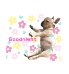 BOSS＆MAME（個別スタンプ：14）