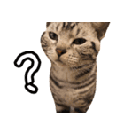 うちのねこたち（まるズ）（個別スタンプ：1）
