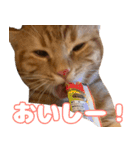 うちのねこたち（まるズ）（個別スタンプ：2）