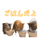 うちのねこたち（まるズ）（個別スタンプ：3）