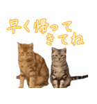 うちのねこたち（まるズ）（個別スタンプ：4）