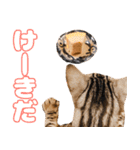 うちのねこたち（まるズ）（個別スタンプ：5）