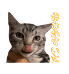 うちのねこたち（まるズ）（個別スタンプ：6）