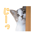 うちのねこたち（まるズ）（個別スタンプ：9）