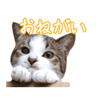 うちのねこたち（まるズ）（個別スタンプ：10）