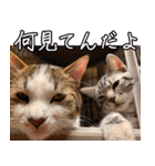 うちのねこたち（まるズ）（個別スタンプ：11）
