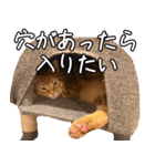 うちのねこたち（まるズ）（個別スタンプ：12）